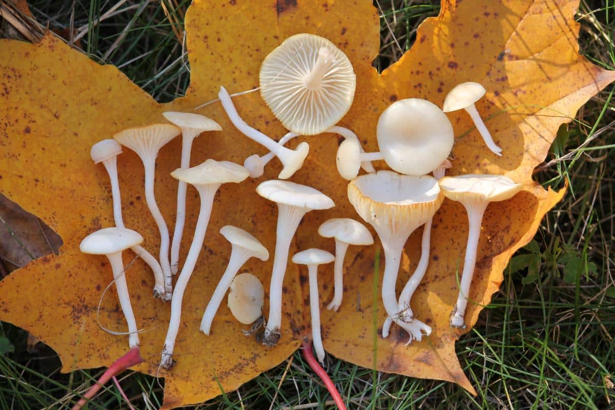 Cuphophyllus virgineus