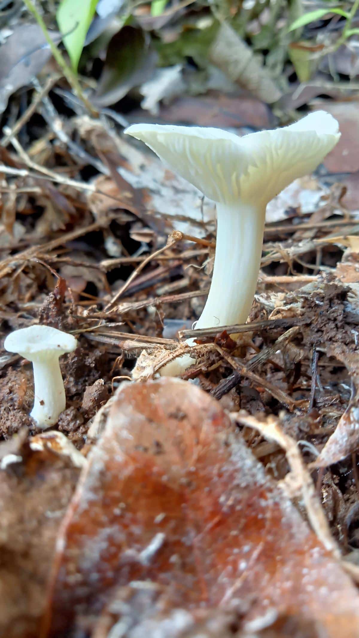 Cuphophyllus virgineus