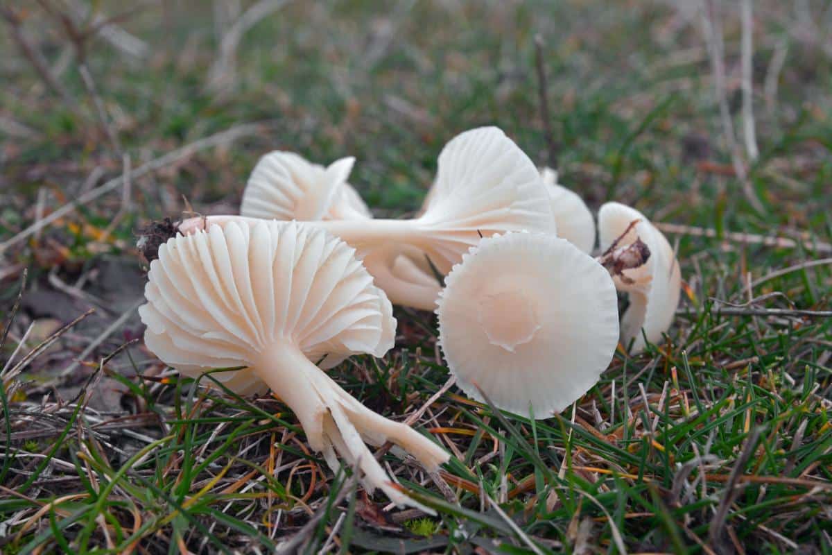 Cuphophyllus virgineus