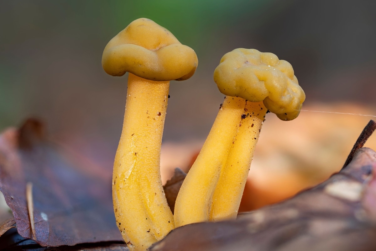 Leotia mushrooms