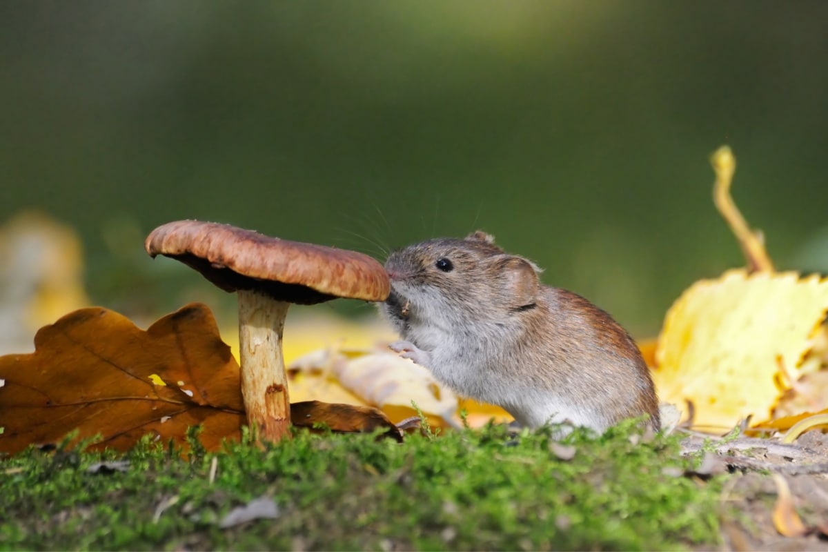mouse eating a mushroom, how do animals know which mushrooms are safe to eat?