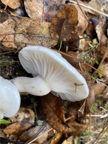 Hygrophorus eburneus