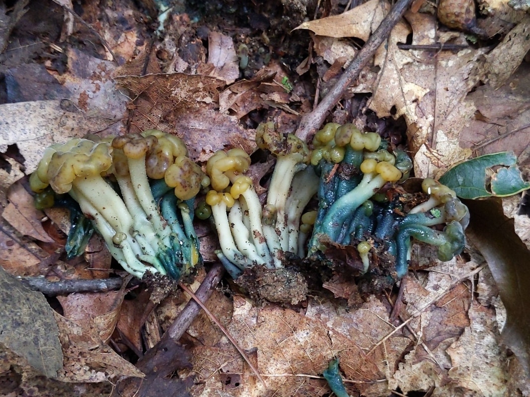 jelly baby mushrooms