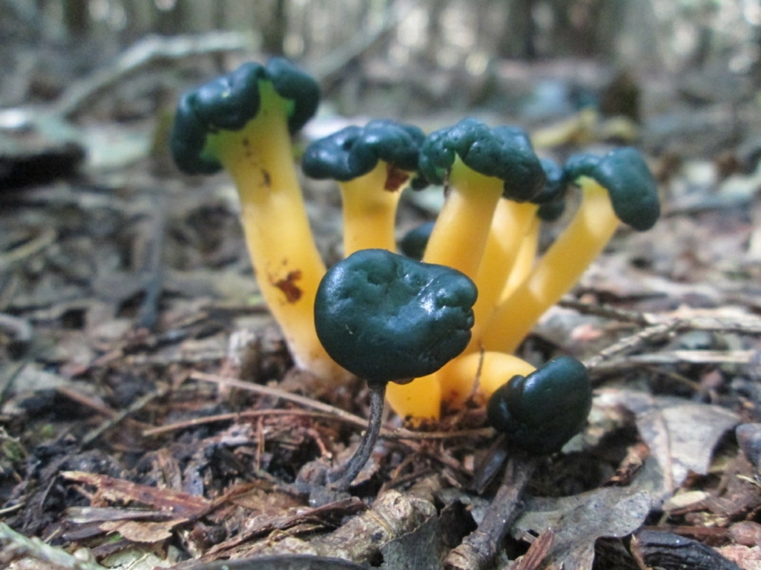 Leotia viscosa