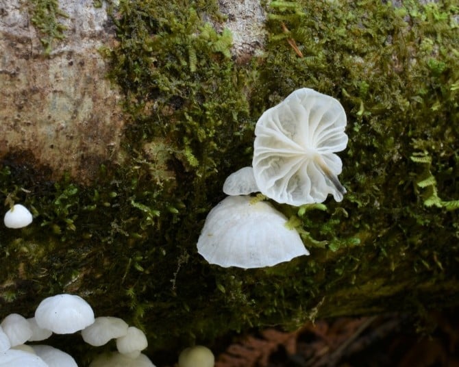 Marasmiellus candidus