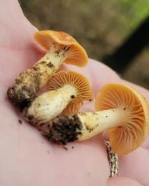 Cuphophyllus pratensis