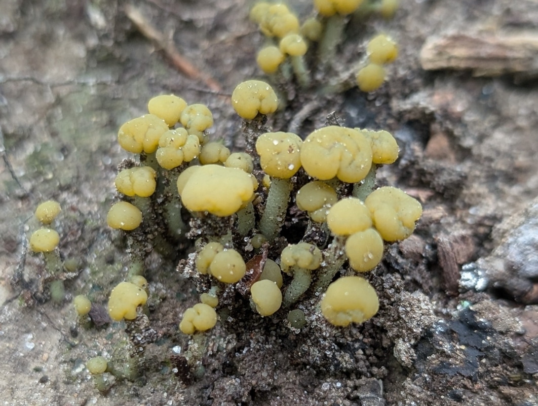Leotia atrovirens