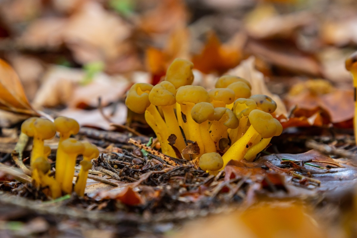 Leotia mushrooms