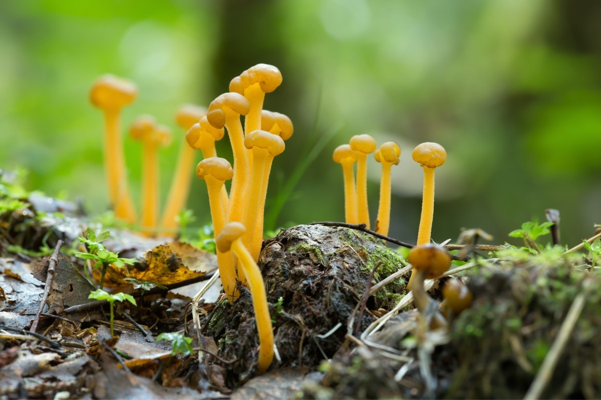 Leotia mushrooms