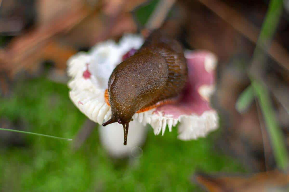 slug eating russula mushroom
