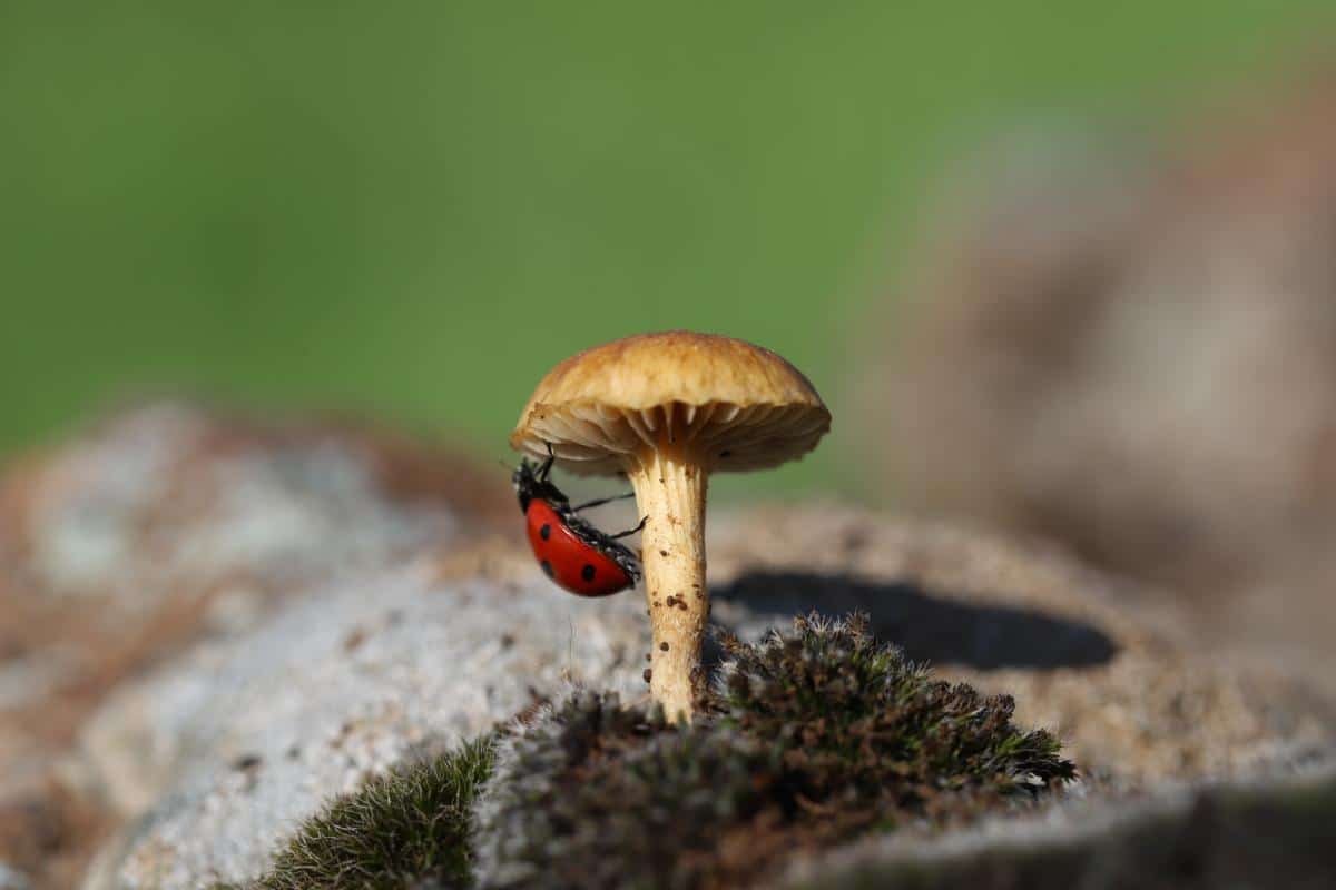 ladybug on mushroom