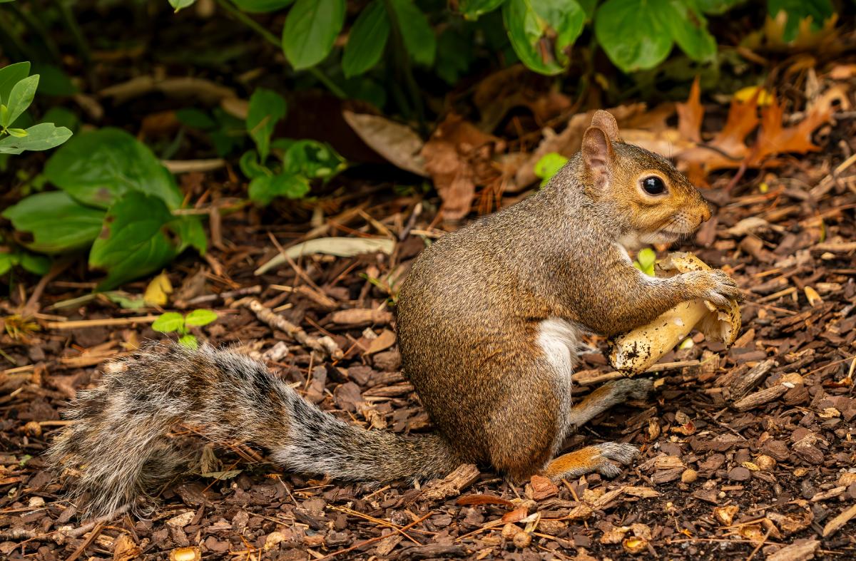 squirrel eating a mushroom