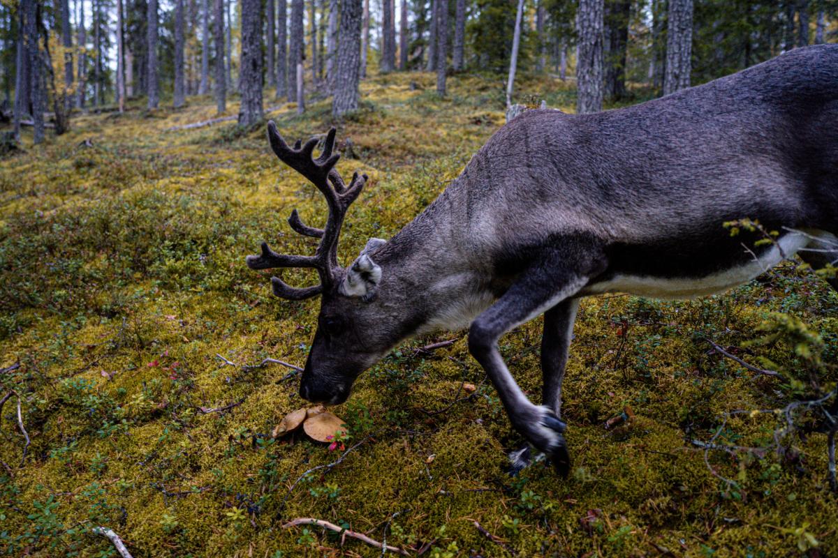 elk eating a mushroom