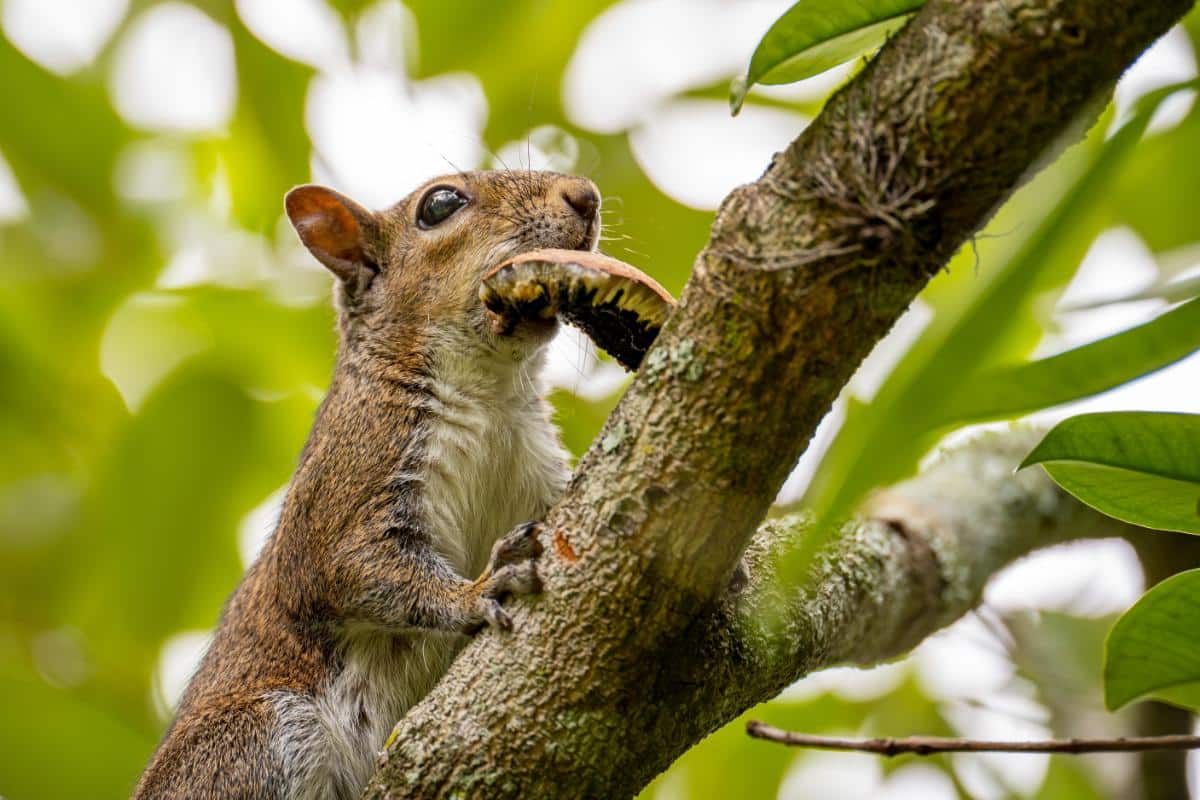 But how do animals know which mushrooms are safe to eat?
