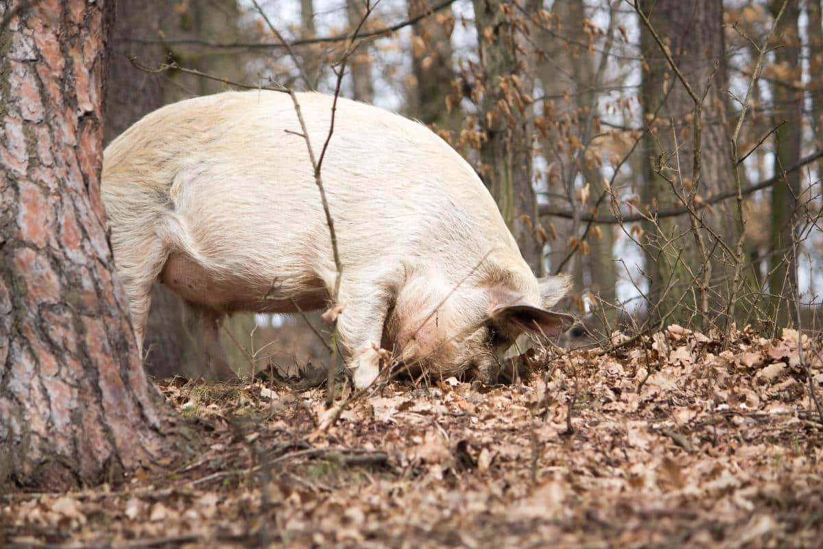 But how do animals know which mushrooms are safe to eat?