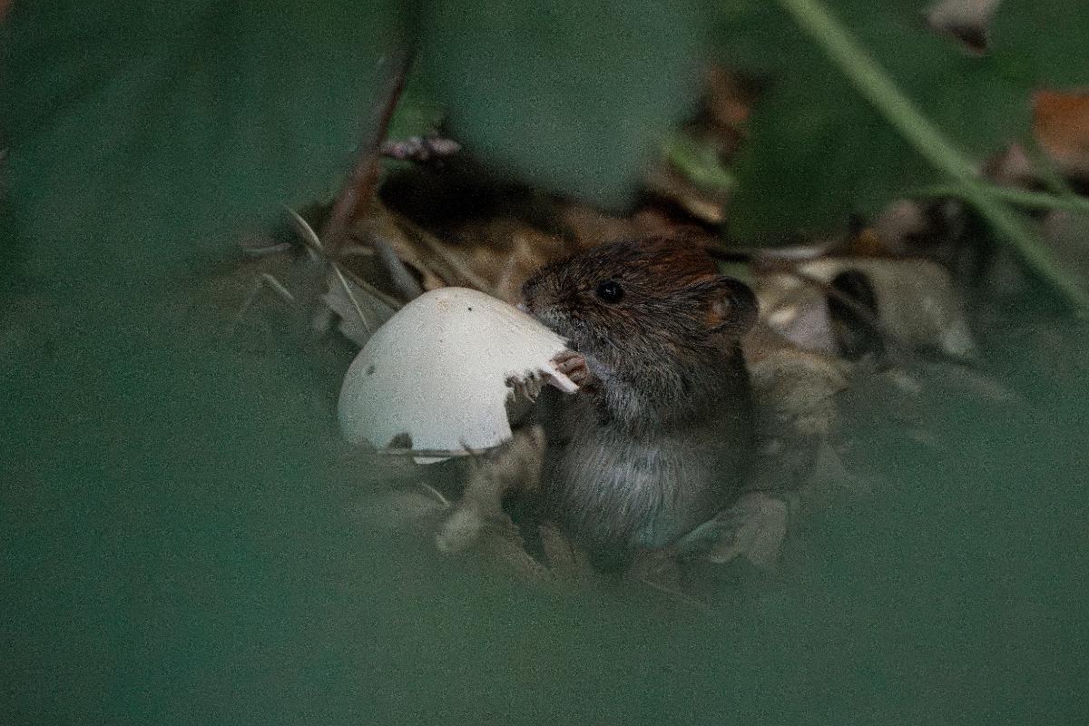 mouse eating a mushroom, how do animals know which mushrooms are safe to eat?