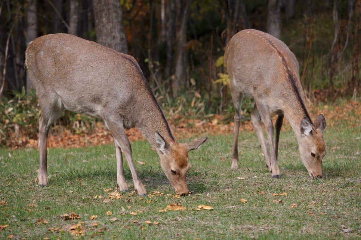 deer eating mushrooms, how do animals know which mushrooms are safe to eat?