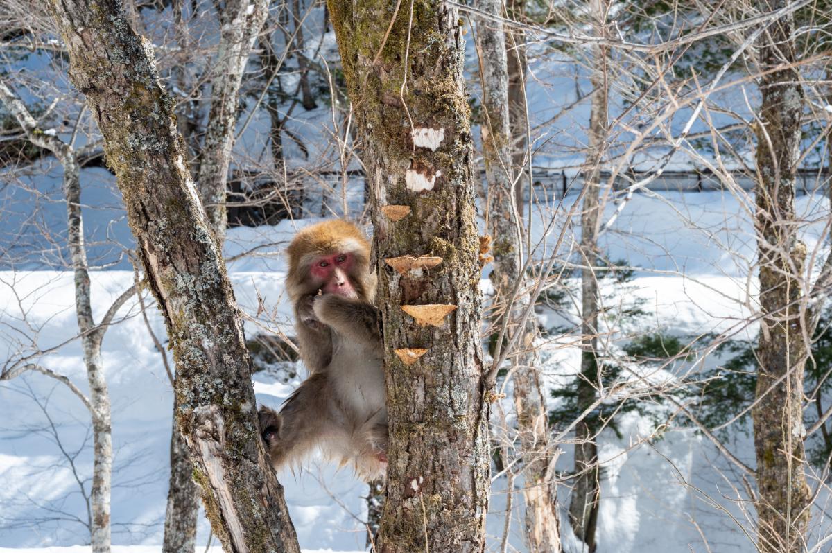 monkey and mushrooms on a tree