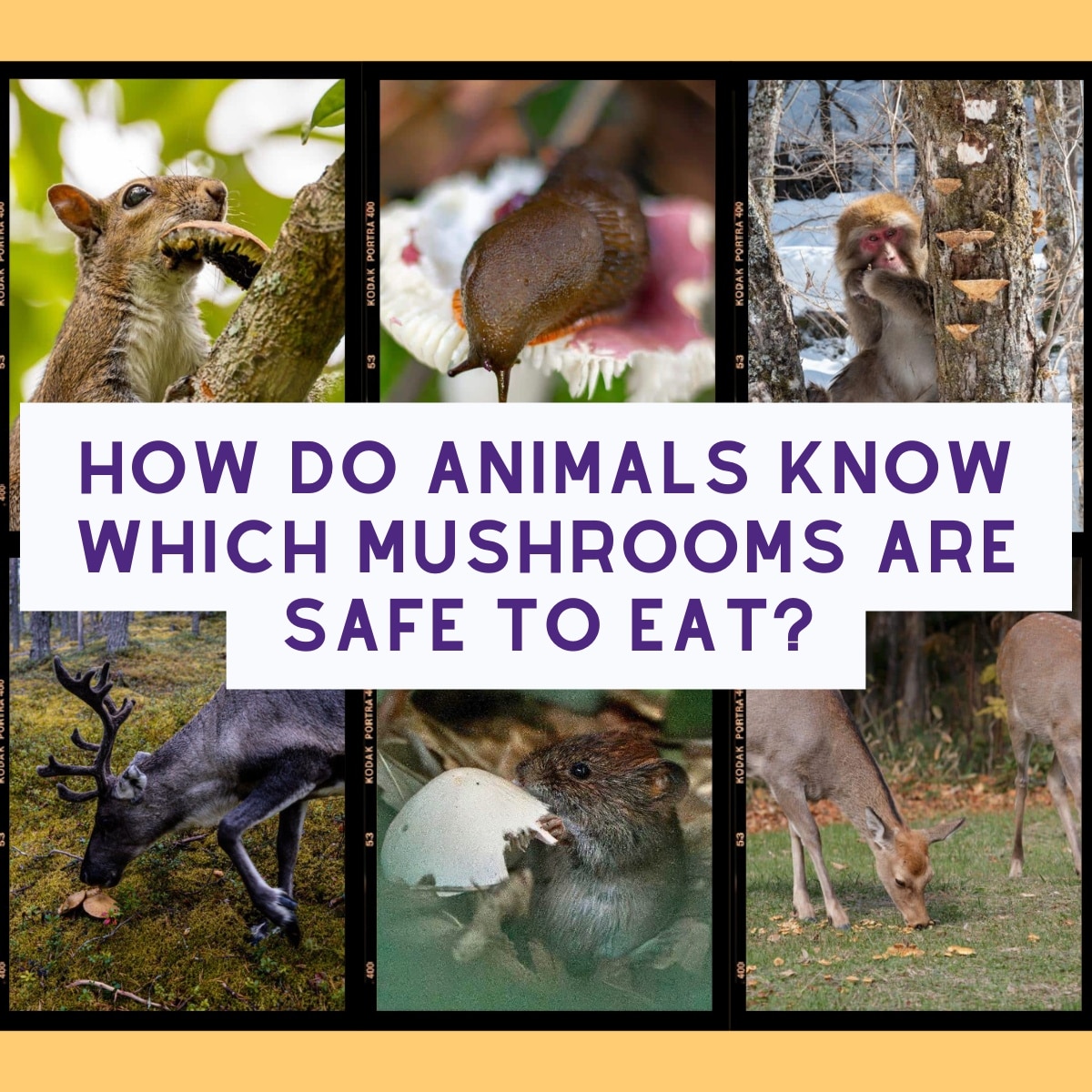 How Do Animals Know Which Mushrooms Are Safe To Eat? - Mushroom Appreciation