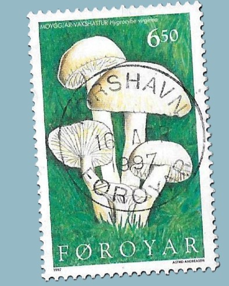 snowy waxcap mushroom stamp