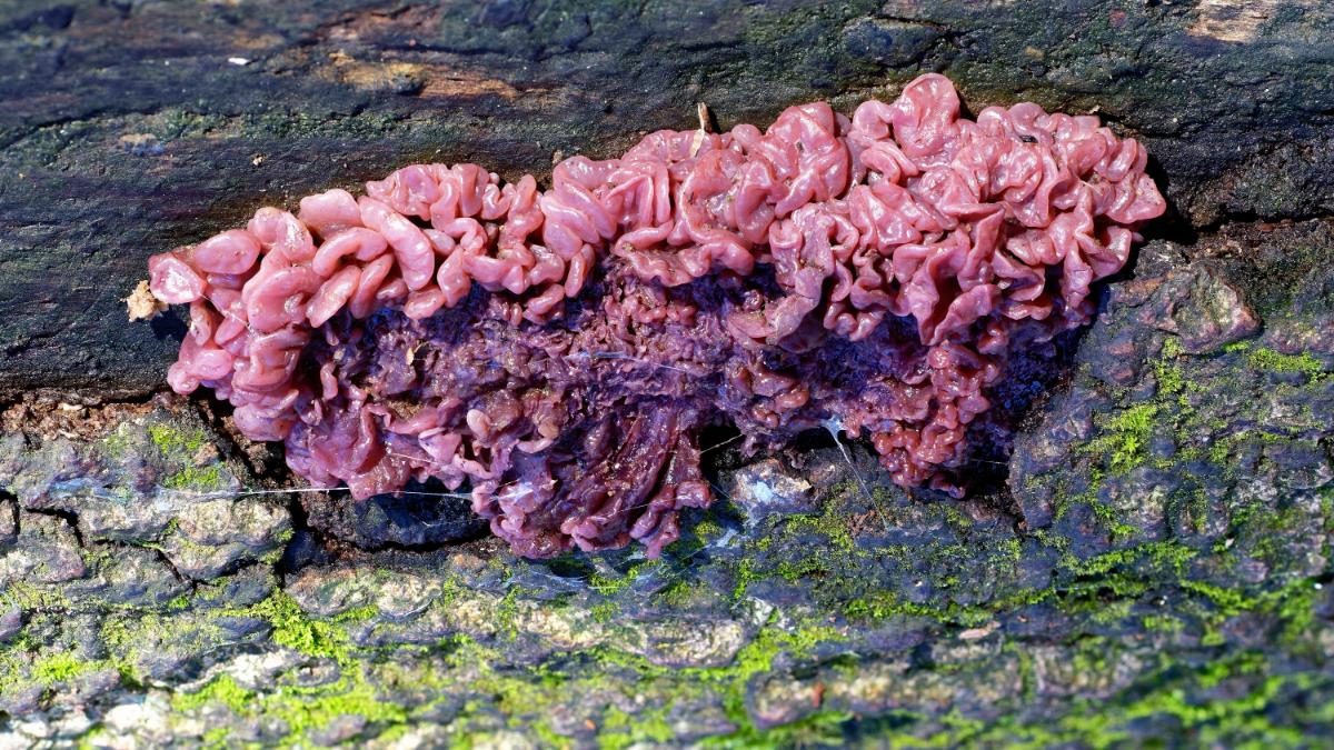 Ascocoryne sarcoides