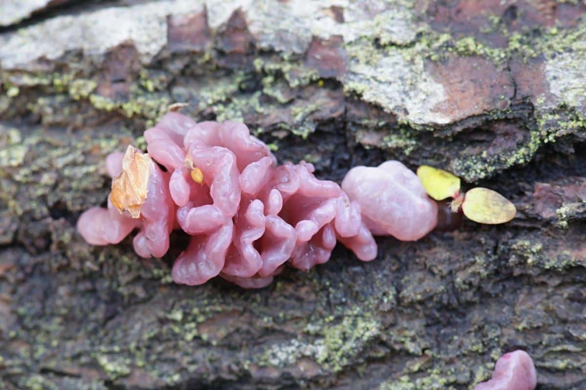 Ascocoryne sarcoides