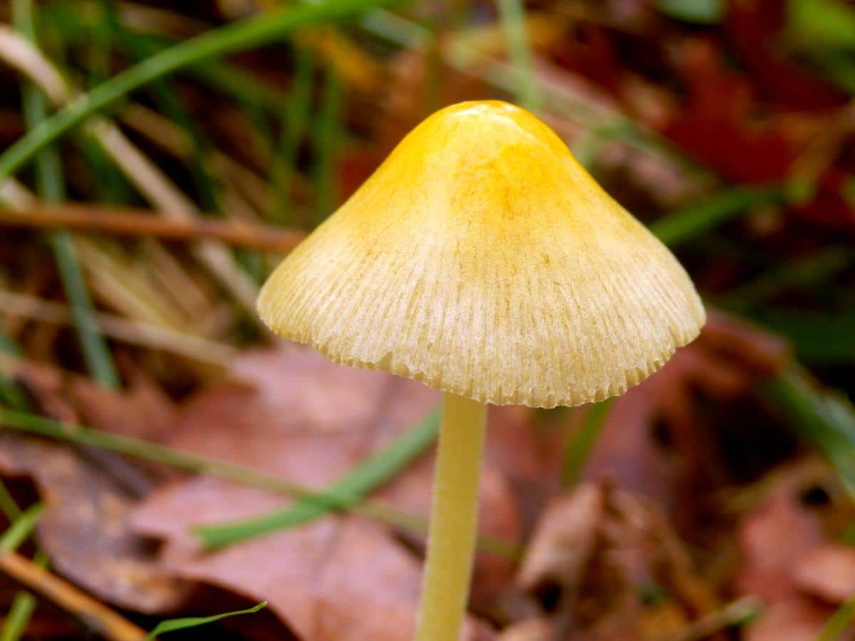 Sunny side up mushroom, yellow fieldcap, egg yolk fungus, egg yolk fieldcap