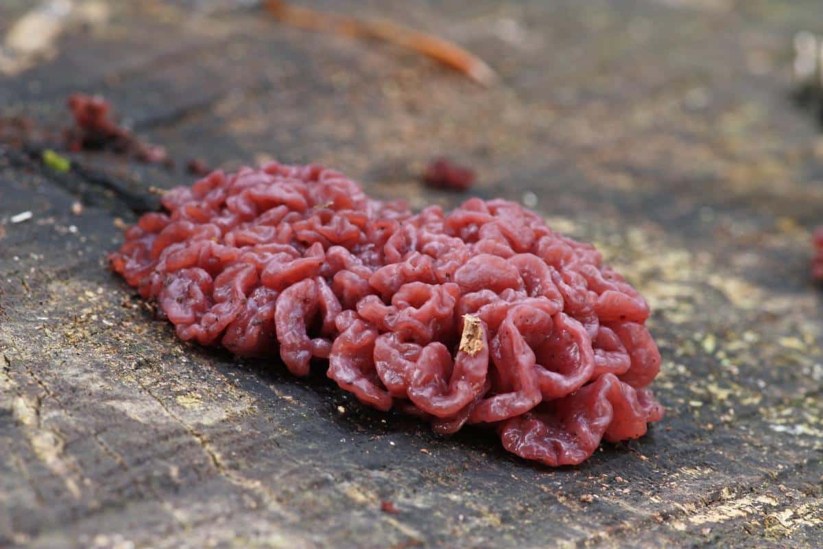 Ascocoryne sarcoides