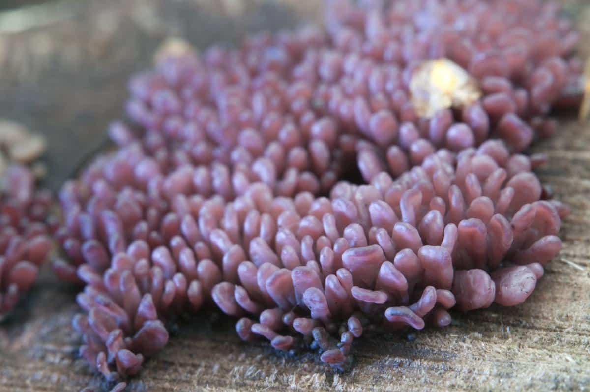 purple jellydisc mushroom fungus