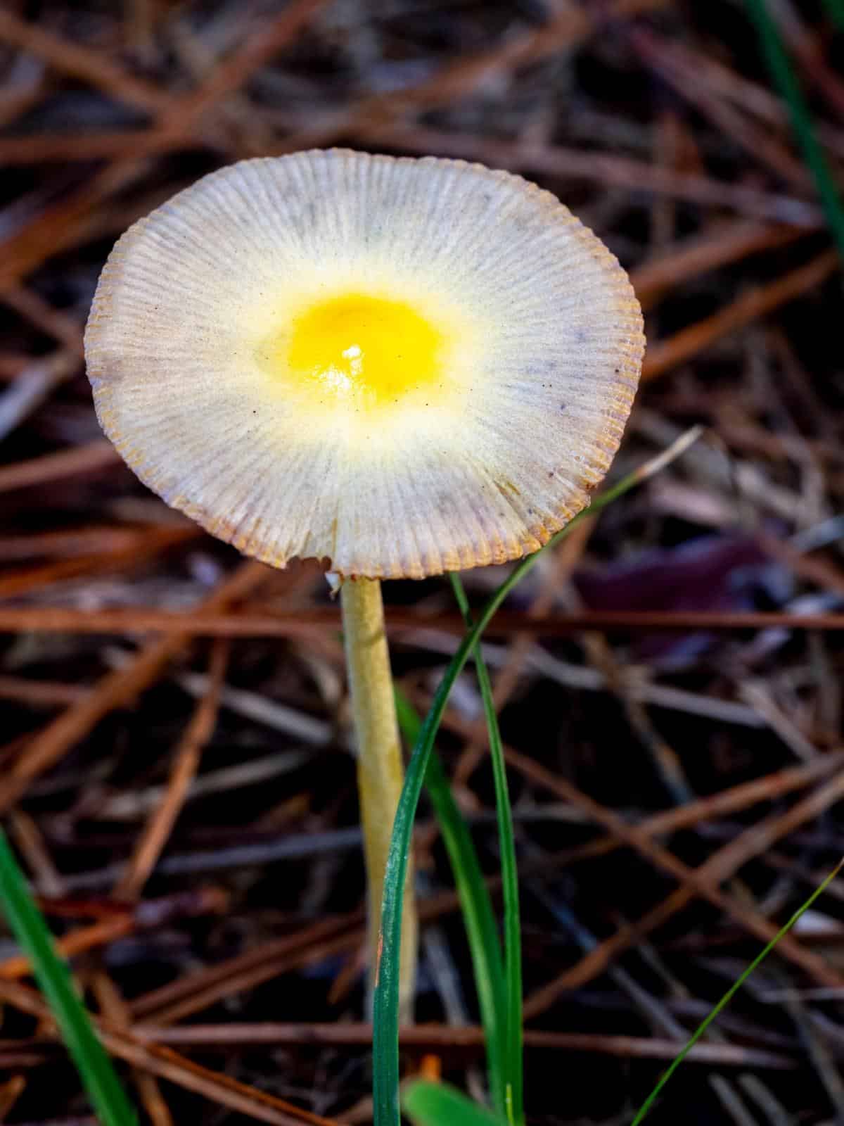 sunny side up mushroom earns its common name!