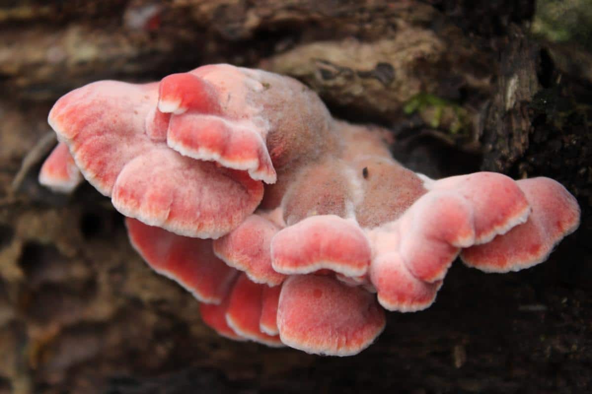 coral pink Phlebia (Phlebia incarnata)