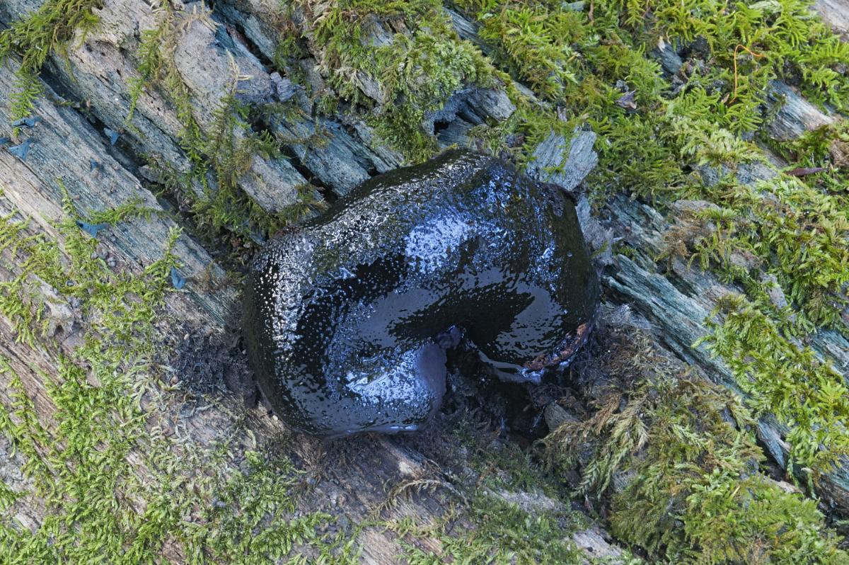 dog's nose fungus up close