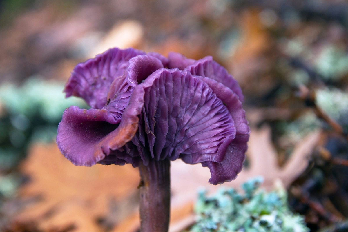 purple laccaria