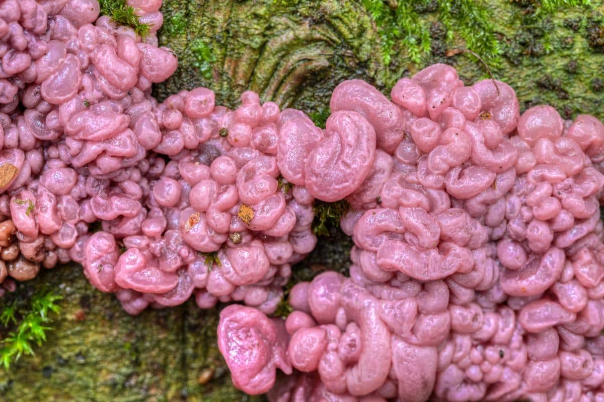 purple jellydisc fungus