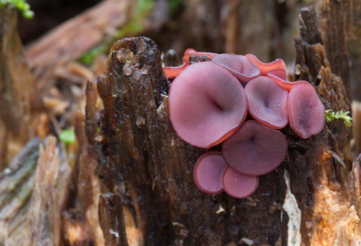 purple jellydisc jelly drops fungus