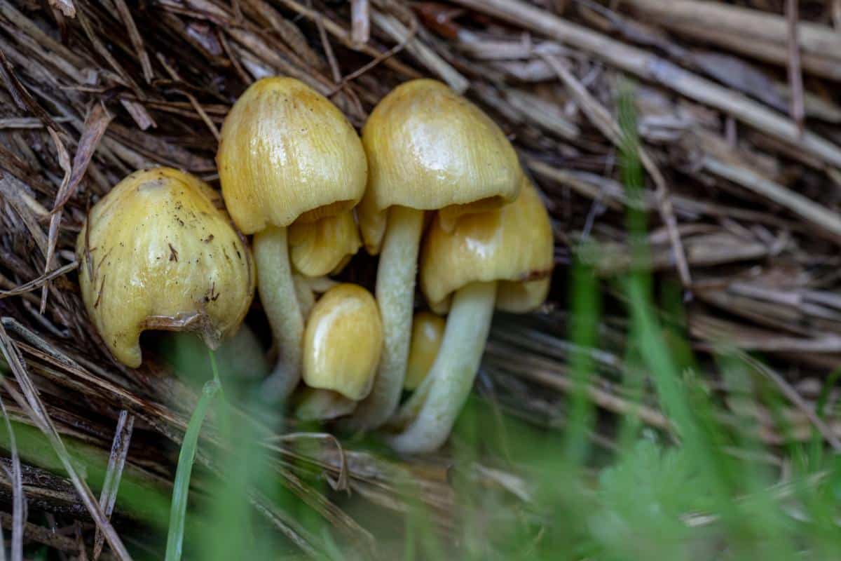 group of Sunny side up mushroom, yellow fieldcap, egg yolk fungus, egg yolk fieldcap