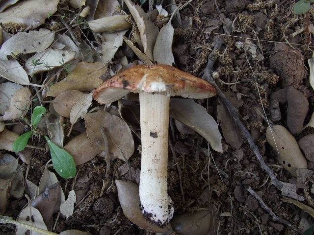 Inocybe erubescens