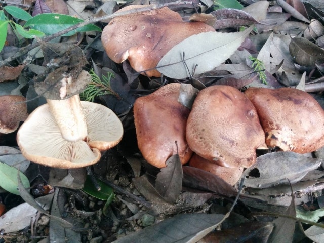 Tricholoma ustale
