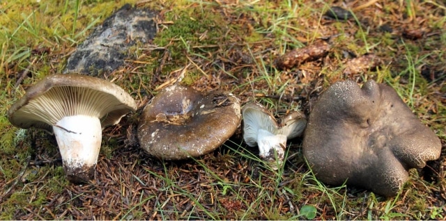 Russula subnigricans