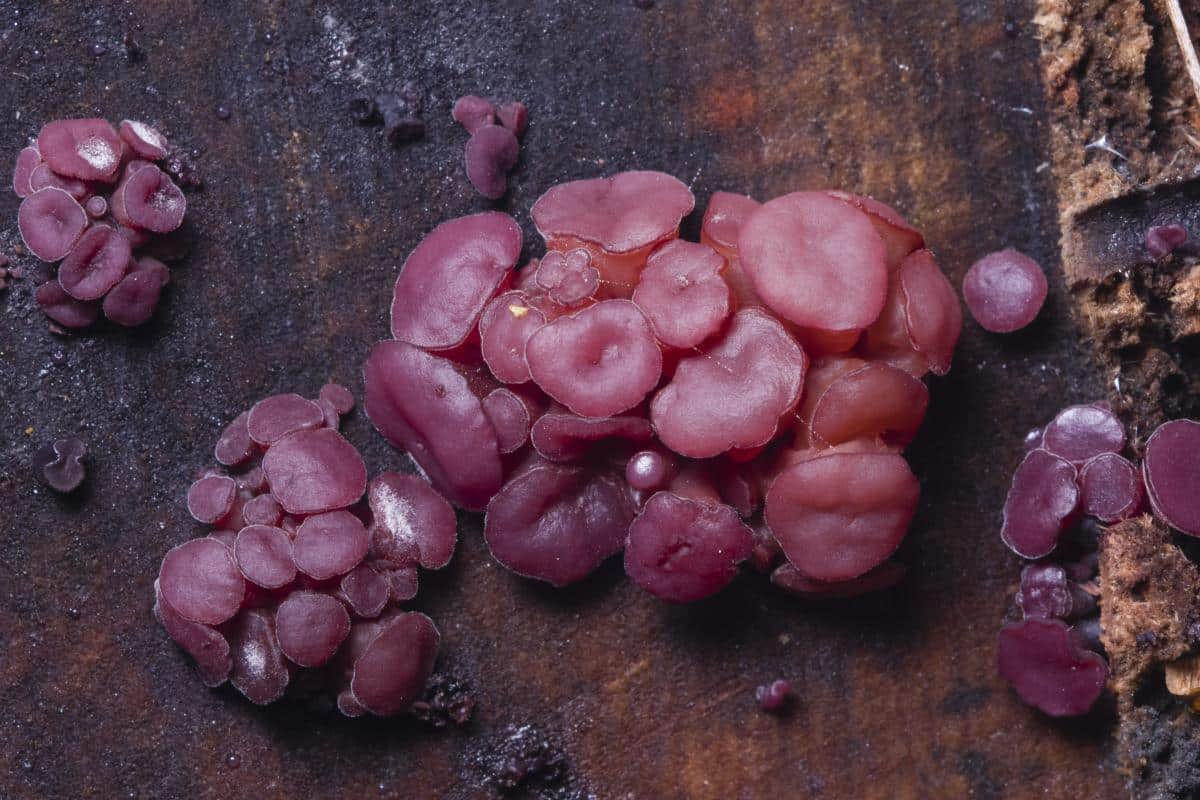 Ascocoryne sarcoides