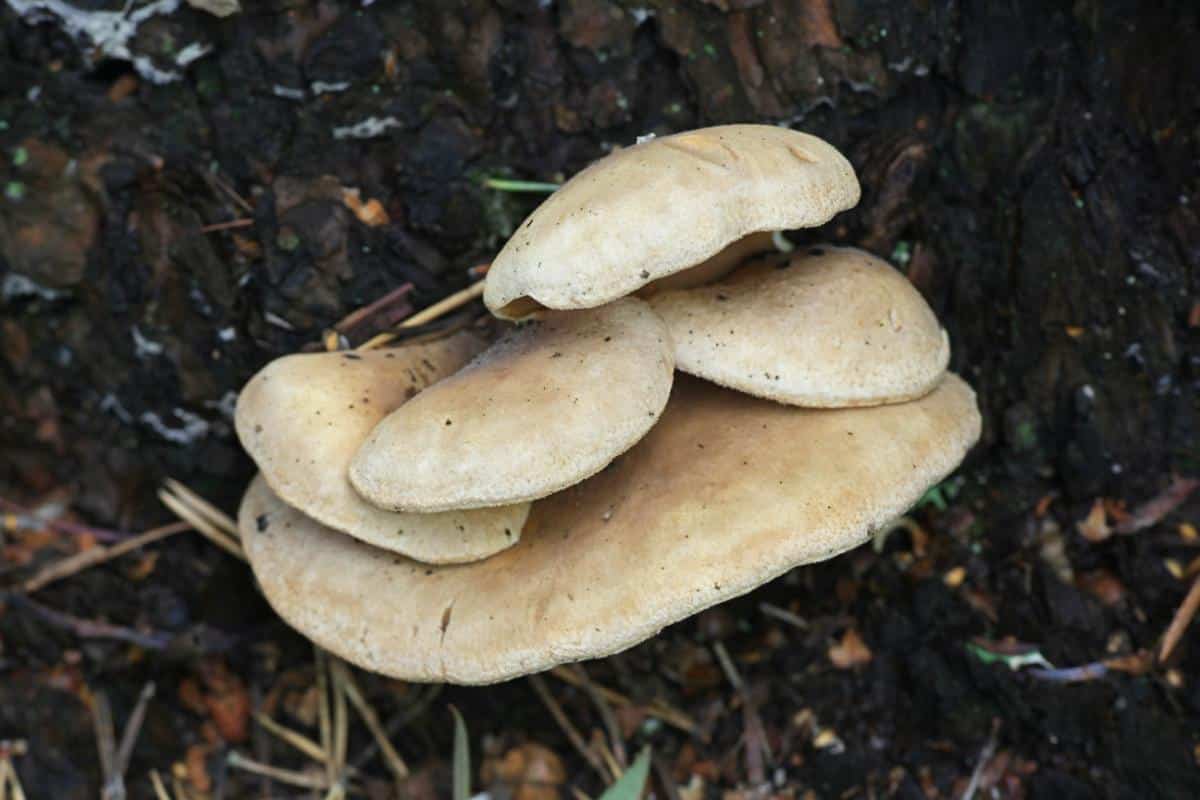 oyster rollrim mushroom