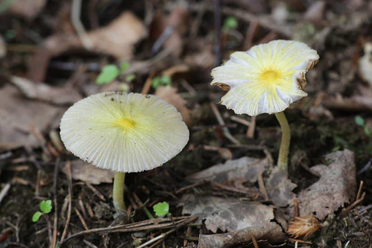 sunny side up mushroom (Bolbitius titubans)
