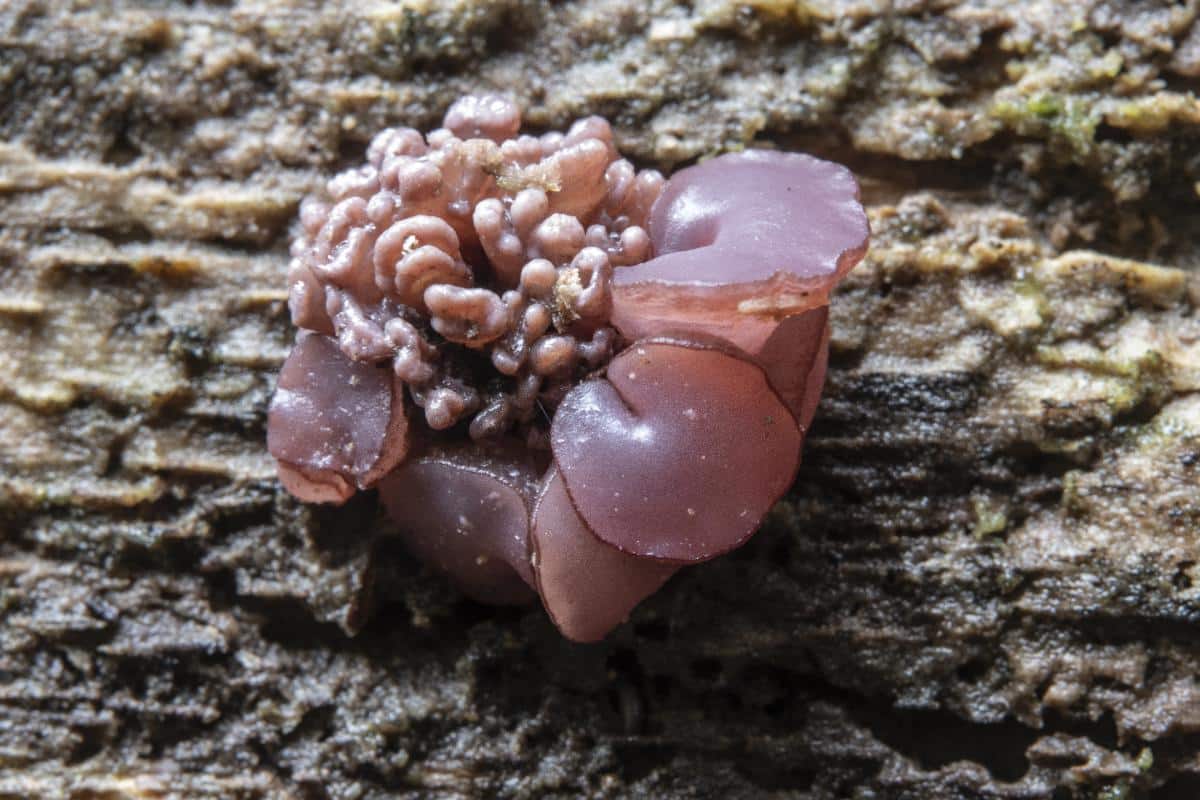 Ascocoryne sarcoides