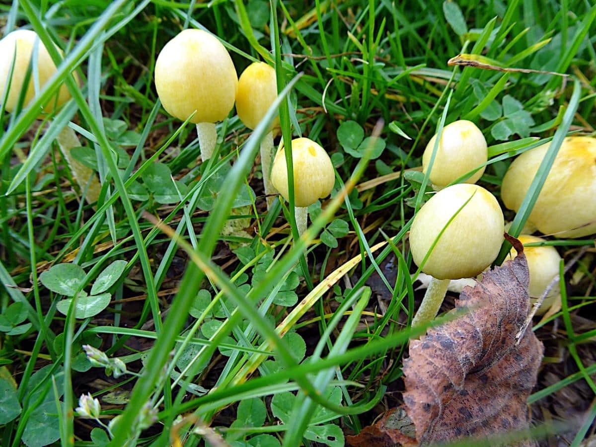 sunny side up mushroom (Bolbitius titubans)