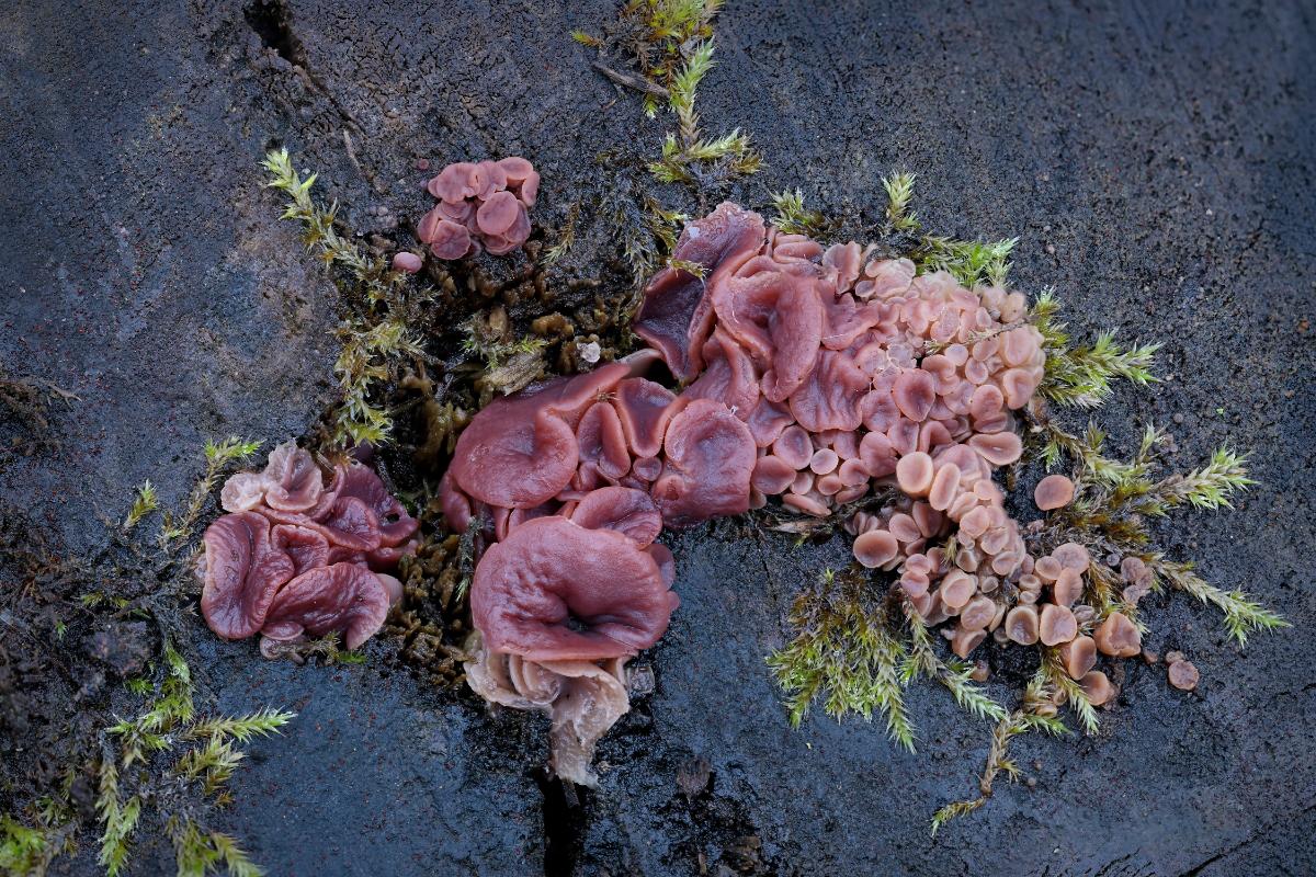 cups of purple jellydisc mushroom