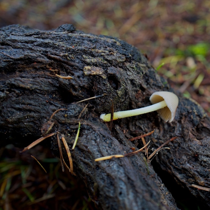 bolbitius reticulatus