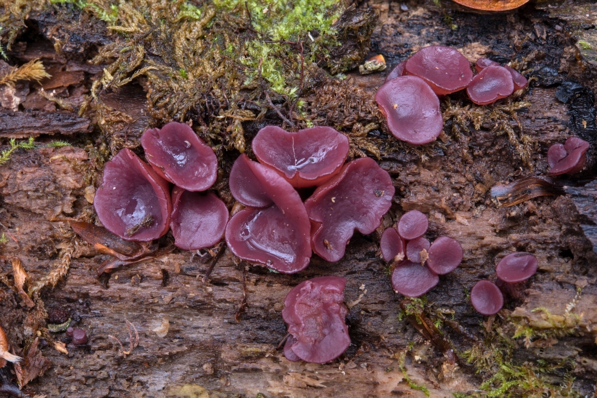Budding Jellydisc (Ascocoryne cylichnium)