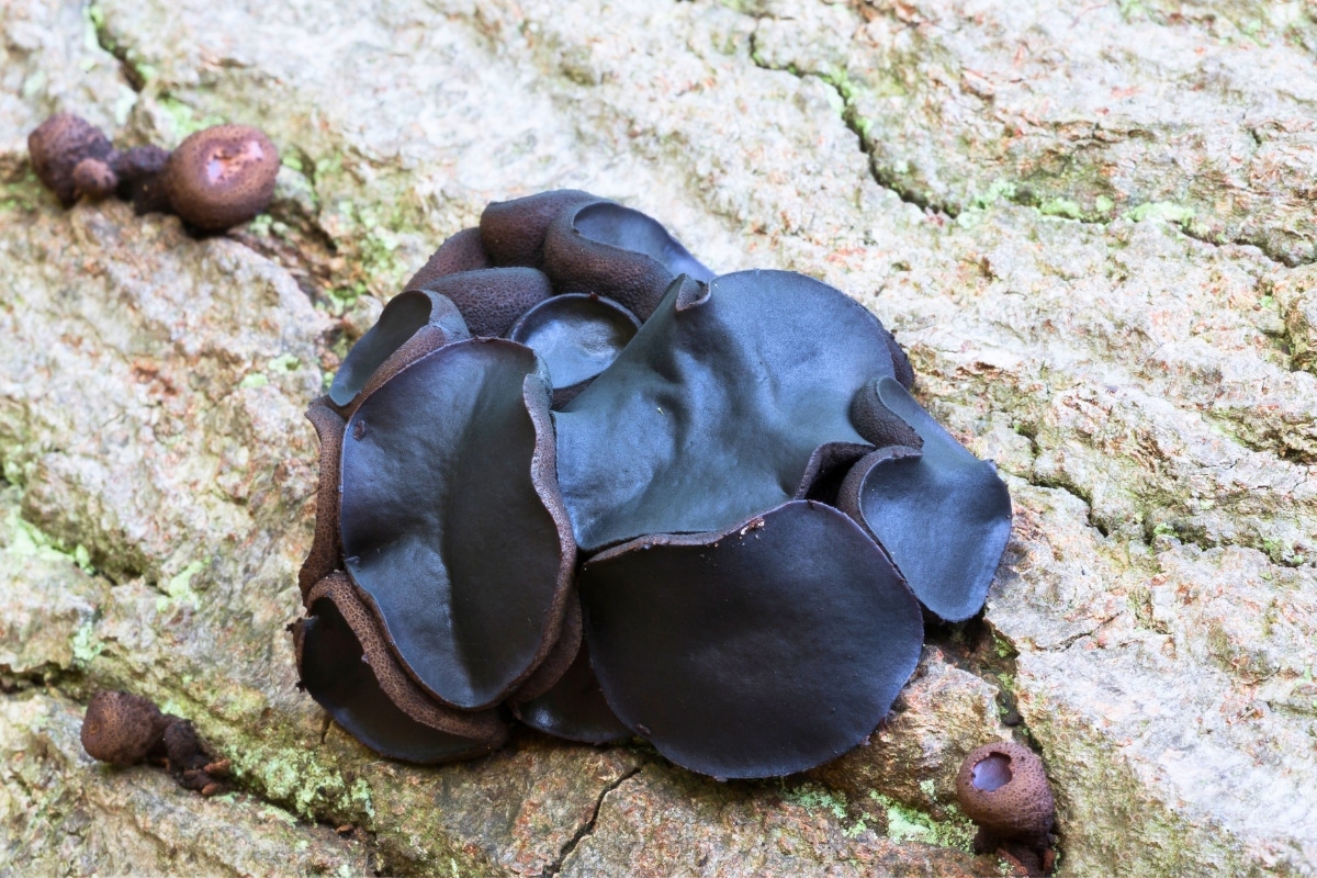 Black Bulgar (Bulgaria inquinans)