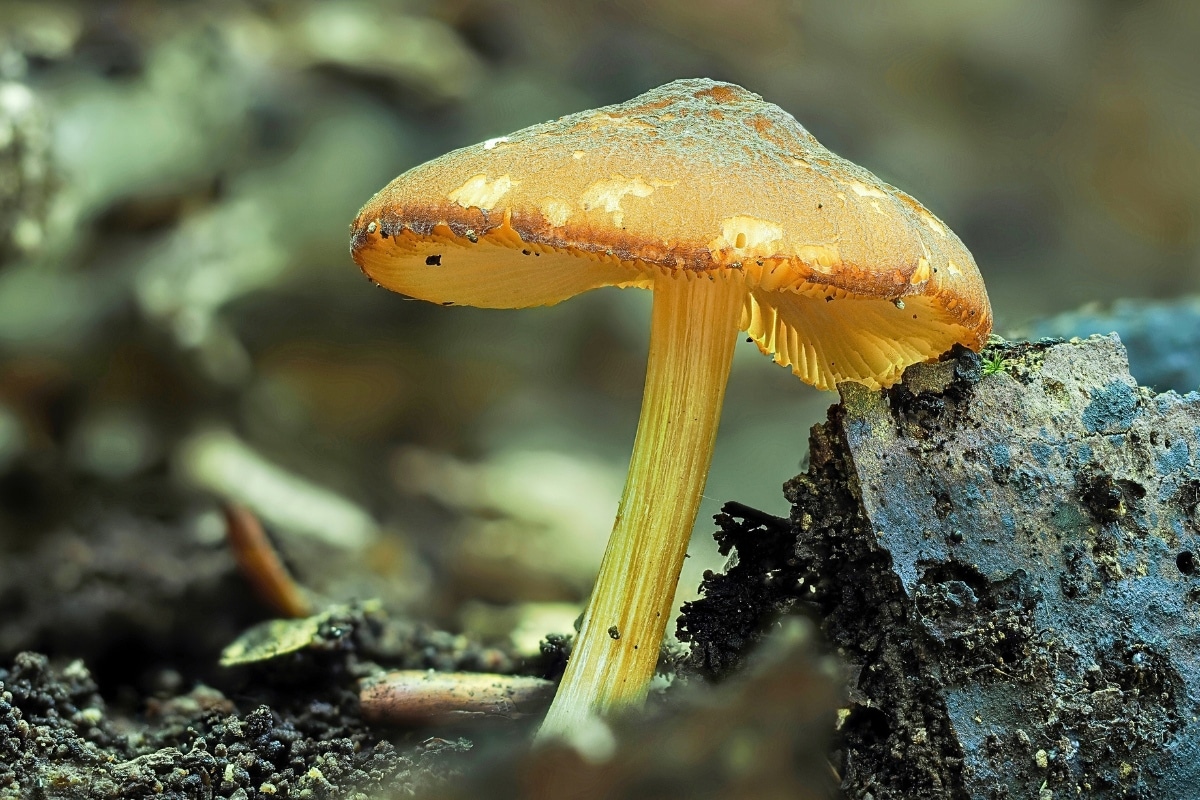 yellow shield mushroom