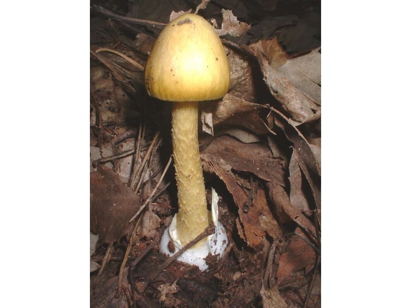asian death cap mushroom